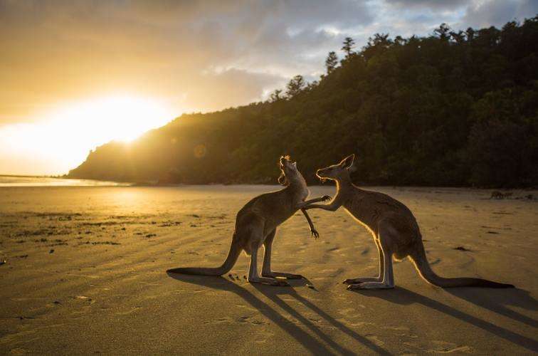 Was macht man als Au Pair in Australien?
